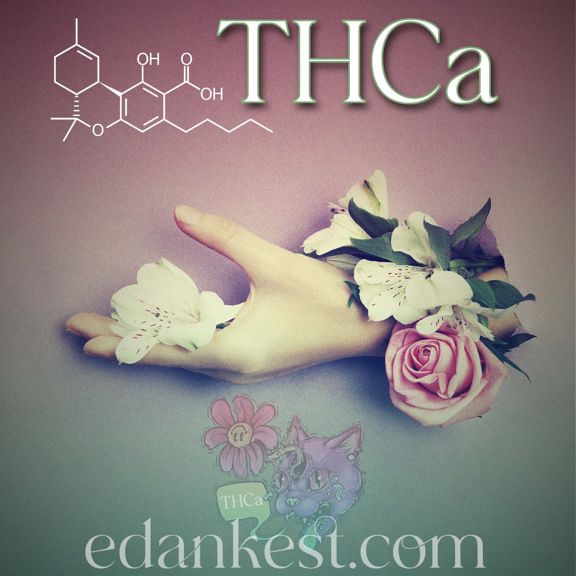 THCa - The Mother of THC