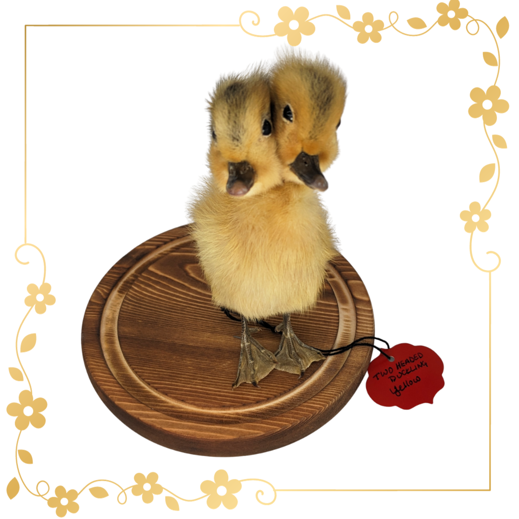 Insects In Resin Two Headed Yellow Taxidermy Duckling (Anas Platyrhynchos Domestica)