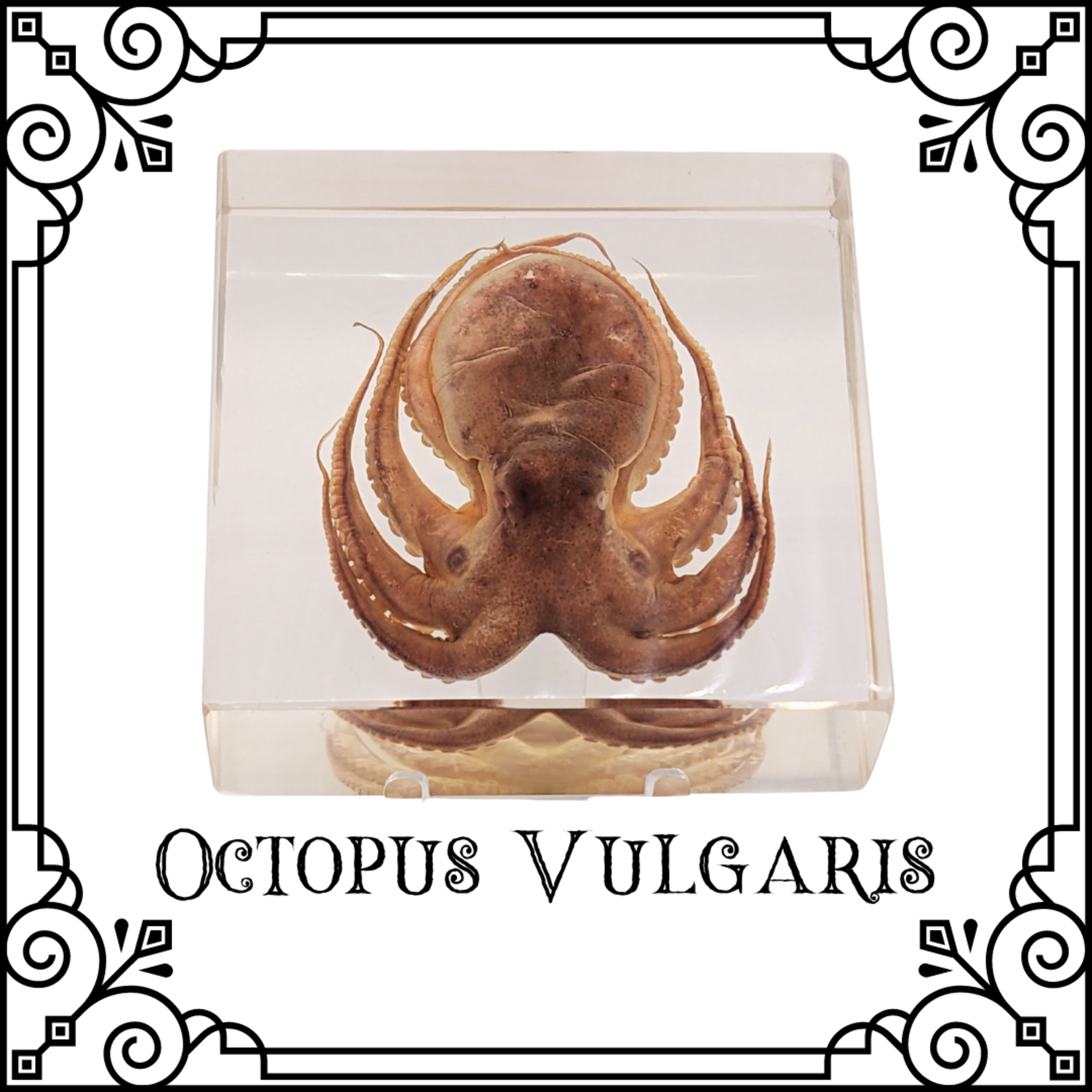 Insects In Resin Octopus Vuglaris (w/ Stand)