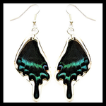 BicBugs Real Preserved Butterfly Earrings - Alpine Black Swallowtail