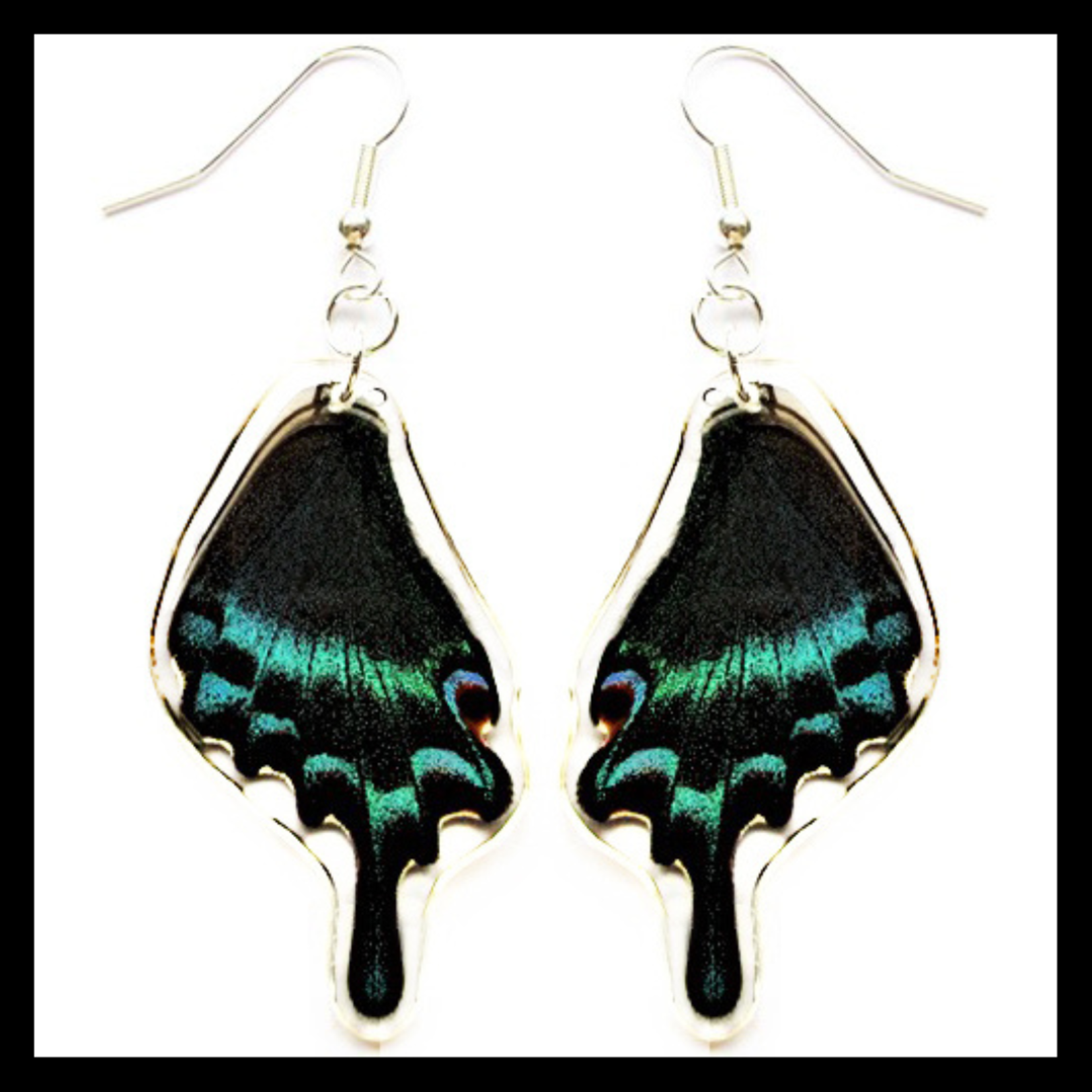 BicBugs Real Preserved Butterfly Wing Earrings Alpine Black Swallowtail (Papilio maackii)
