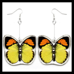 BicBugs Real Preserved Butterfly Earrings - Yellow Orange-Tip