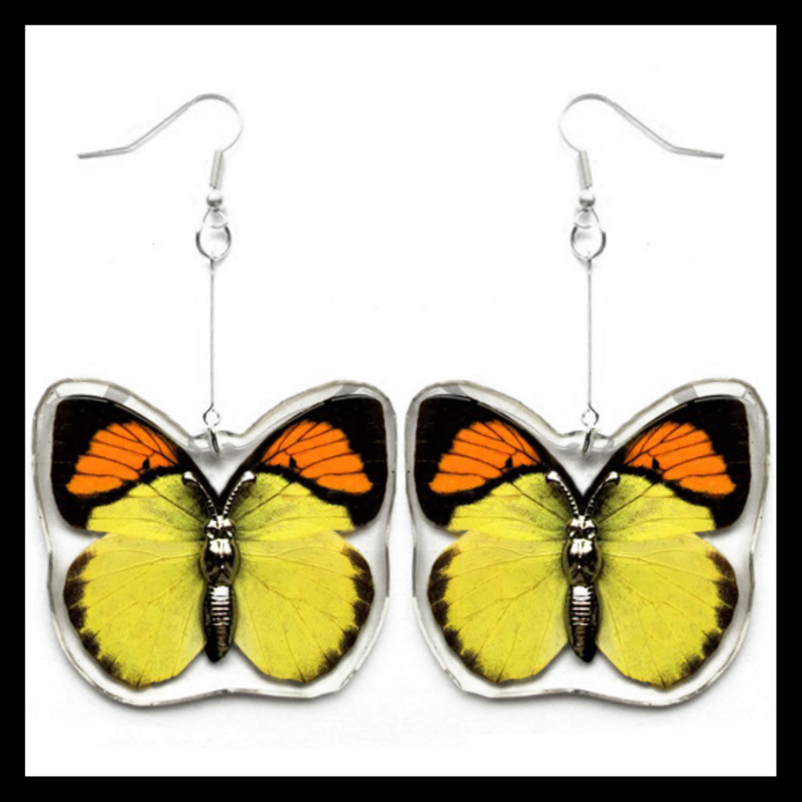 BicBugs Real Preserved Butterfly Wing Earrings Yellow Orange-Tip (Ixias pyrene)