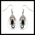 BicBugs Real Preserved Insect Earrings Black Scorpions/Clear