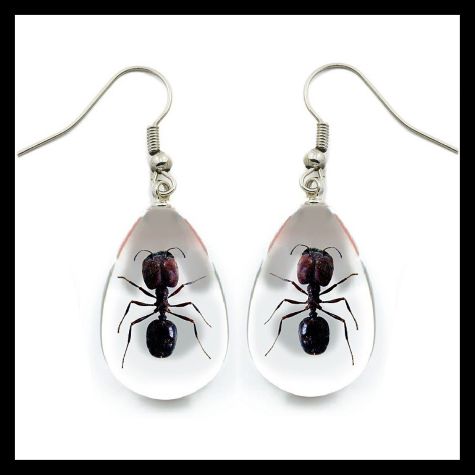 BicBugs Real Preserved Insect Earrings Bullet Ants/Clear