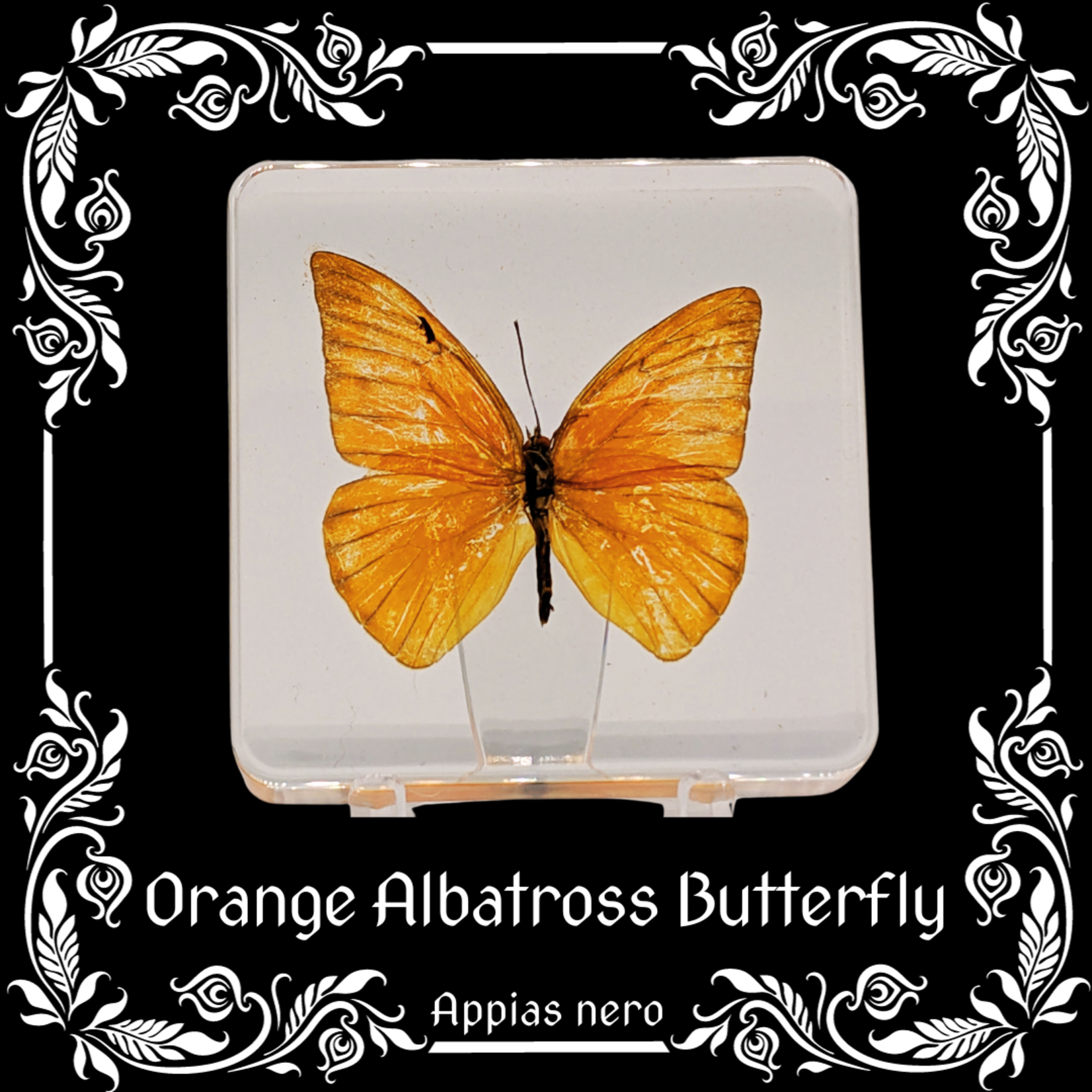 Insects In Resin Orange Albatross Butterfly in Resin (Appias Nero) with Display Stand