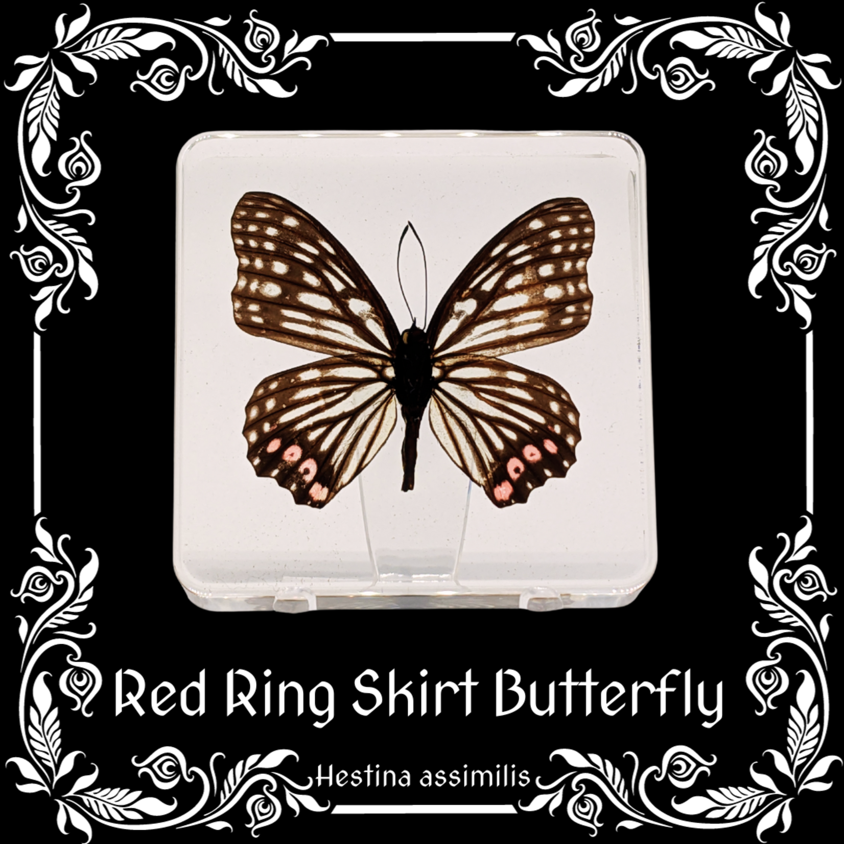 Insects In Resin Red Ring Skirt Butterfly in Resin (Hestina Assimilis) with Display Stand