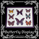 8 Butterfly Specimens Cotton Mounted with Frame