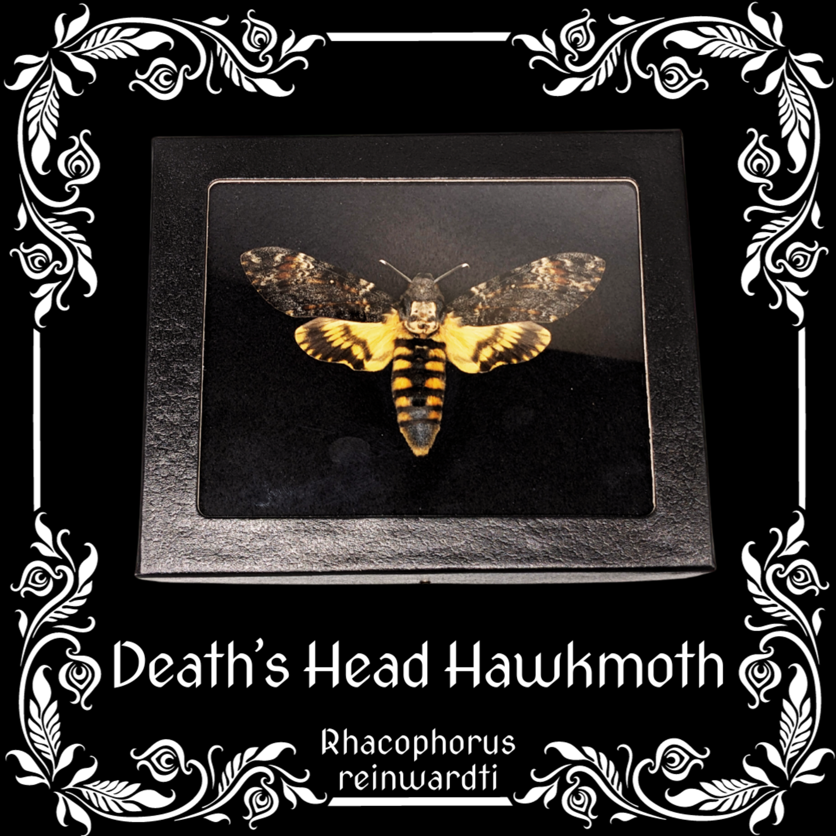 Death's Head Hawkmoth (Acherontia atropos) (Silence of the Lambs)