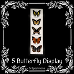 5 Butterfly Specimens Cotton Mounted with Frame