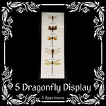 5 Dragonfly Specimens Cotton Mounted with Frame