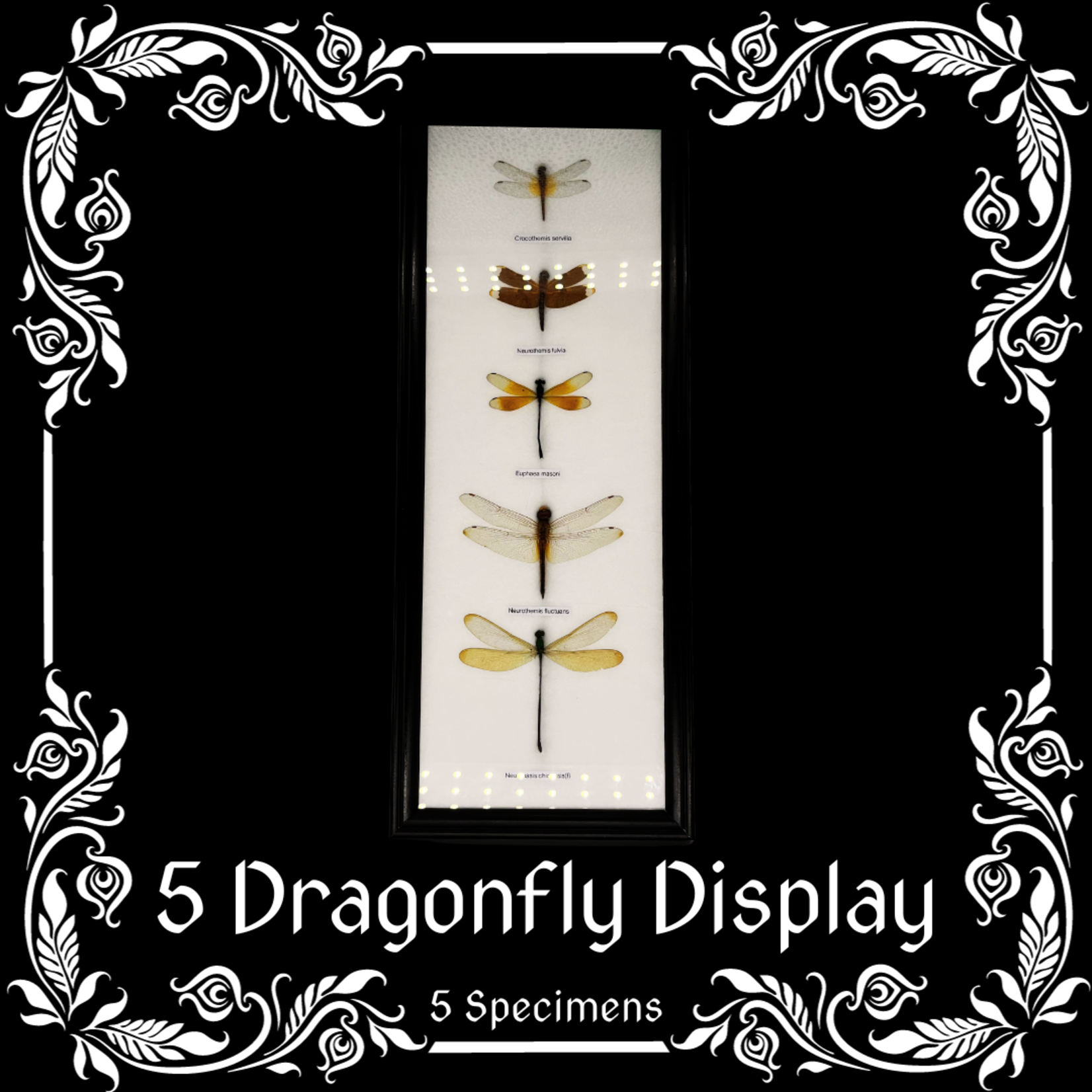5 Dragonfly Specimens Cotton Mounted with Frame