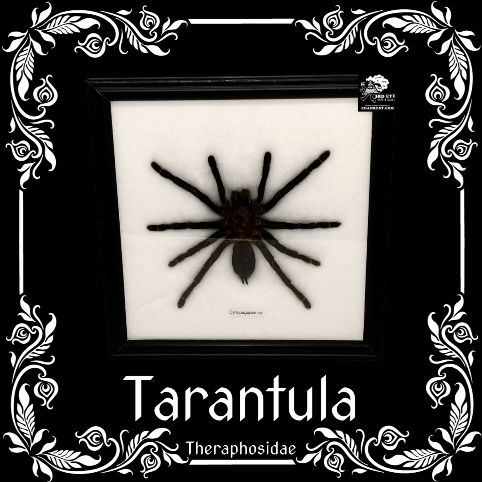 Tarantula Spider Specimen Cotton Mounted with Frame