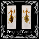 Insects In Resin Wide Body Praying Mantis in Resin (Hierodula Patellifera)