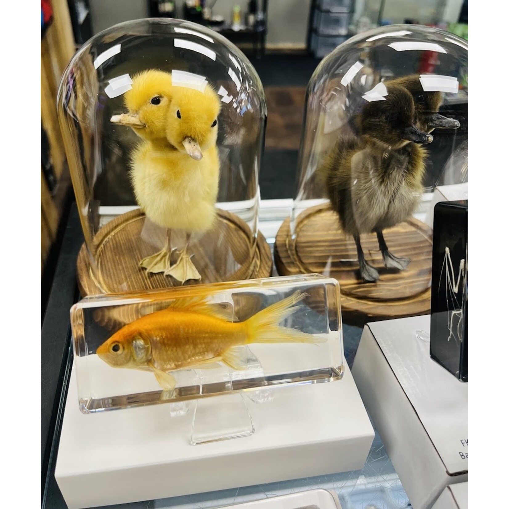 Insects In Resin Two Headed Yellow Taxidermy Duckling (Anas Platyrhynchos Domestica)