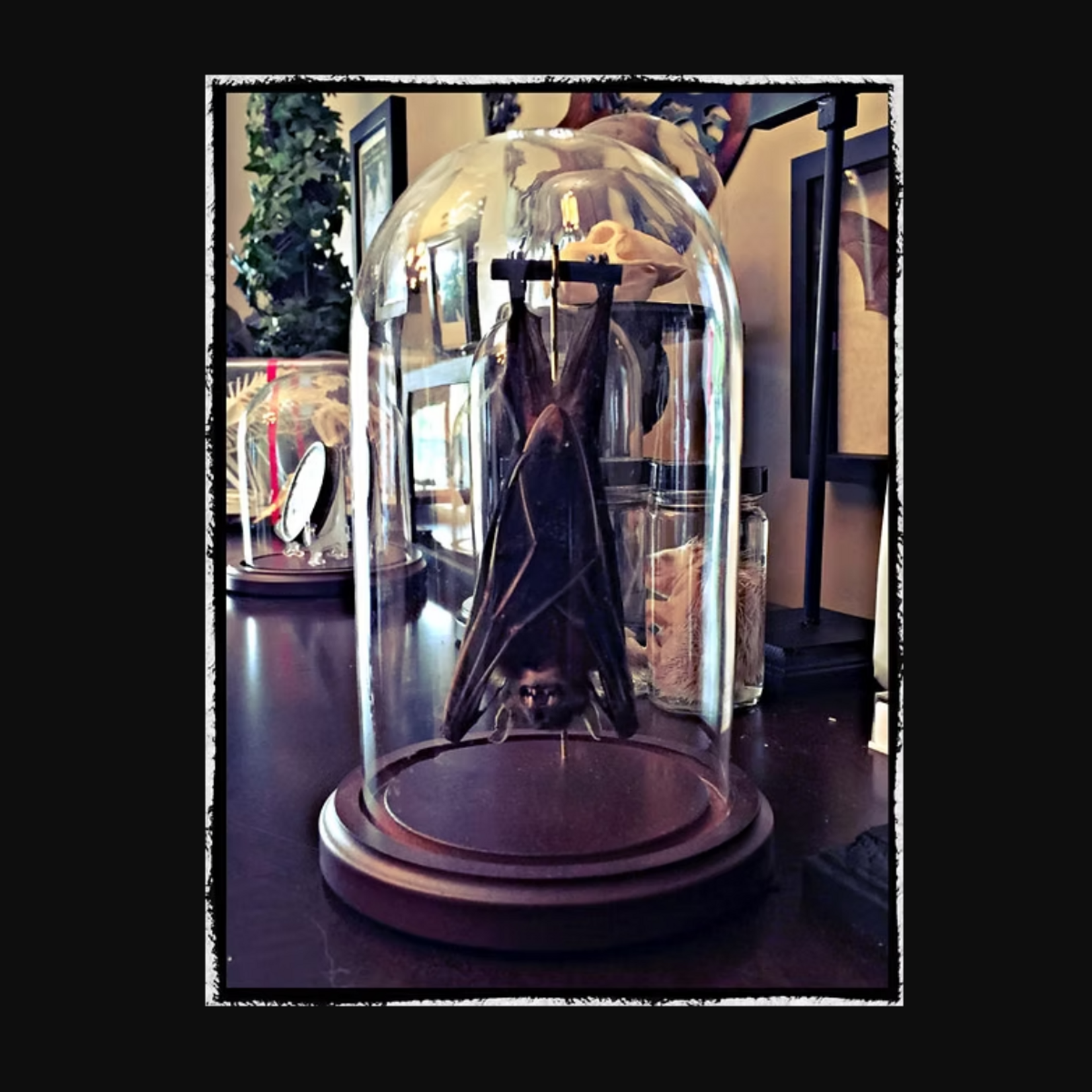 Hanging Bat (in Glass Dome)