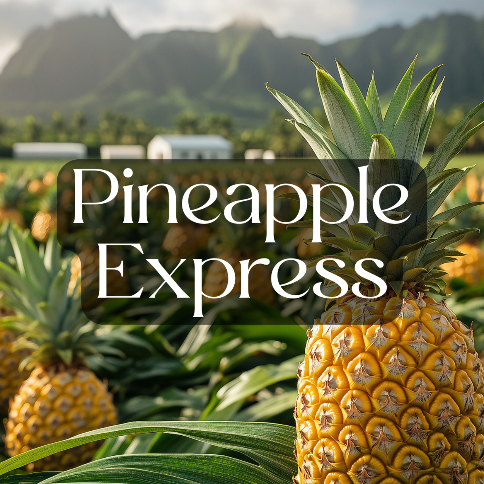 3rd Eye 3rd Eye THCA Diamond-Coated Pre Roll (2 Grams) - Pineapple Express