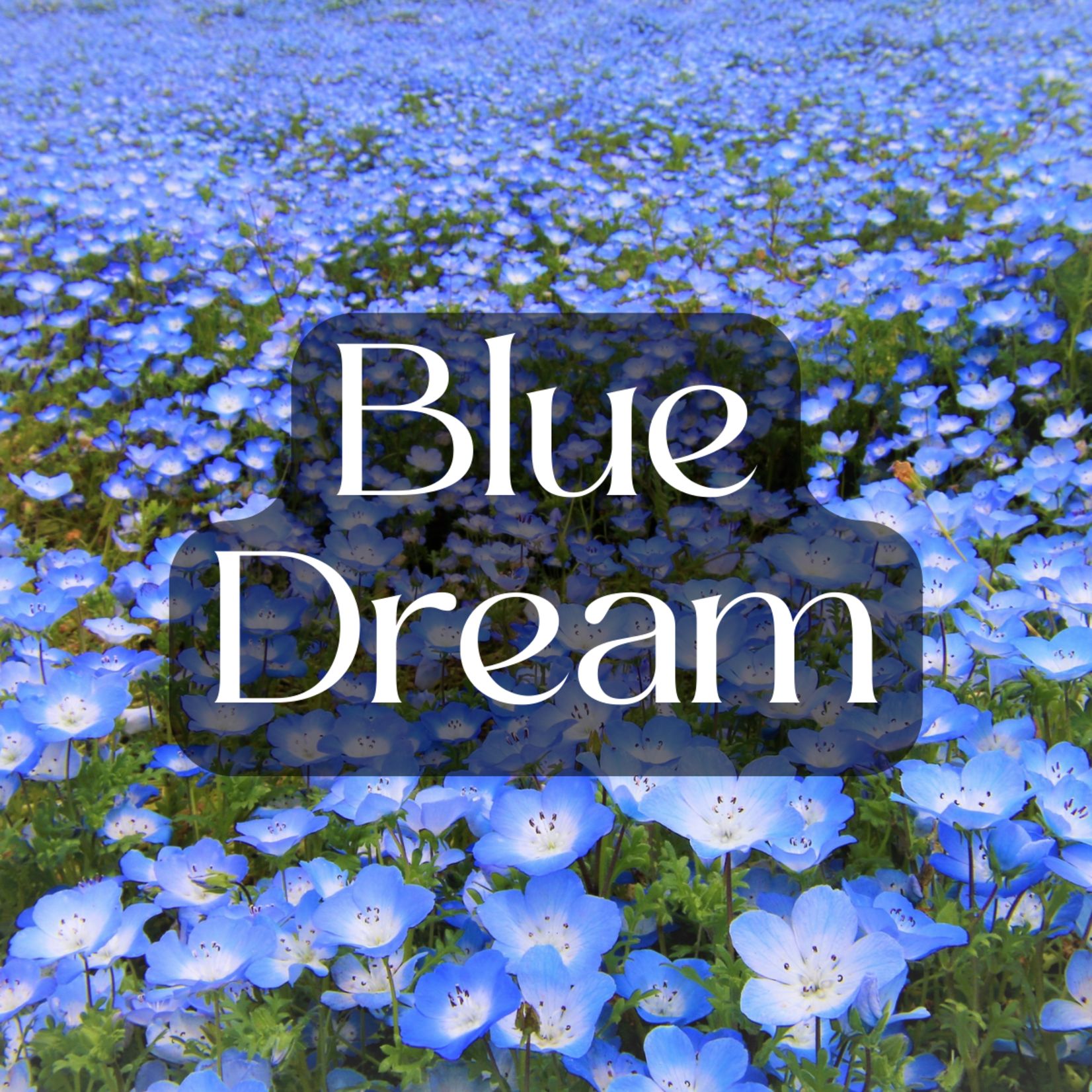 3rd Eye 3rd Eye THCA Diamond-Coated Pre Roll (2 Grams) - Blue Dream