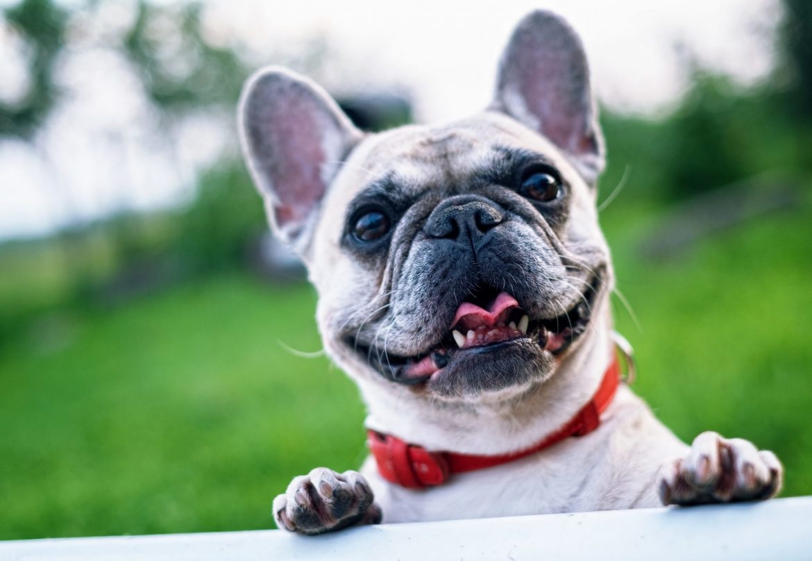 CBD & Your Furry Friends