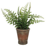 Boston Fern Plant- 15"