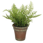 Forest Fern Plant-13"