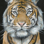 Tiger King Giclee- Satin Gold Frame- 30x40