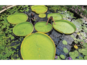 Lilypad Mag