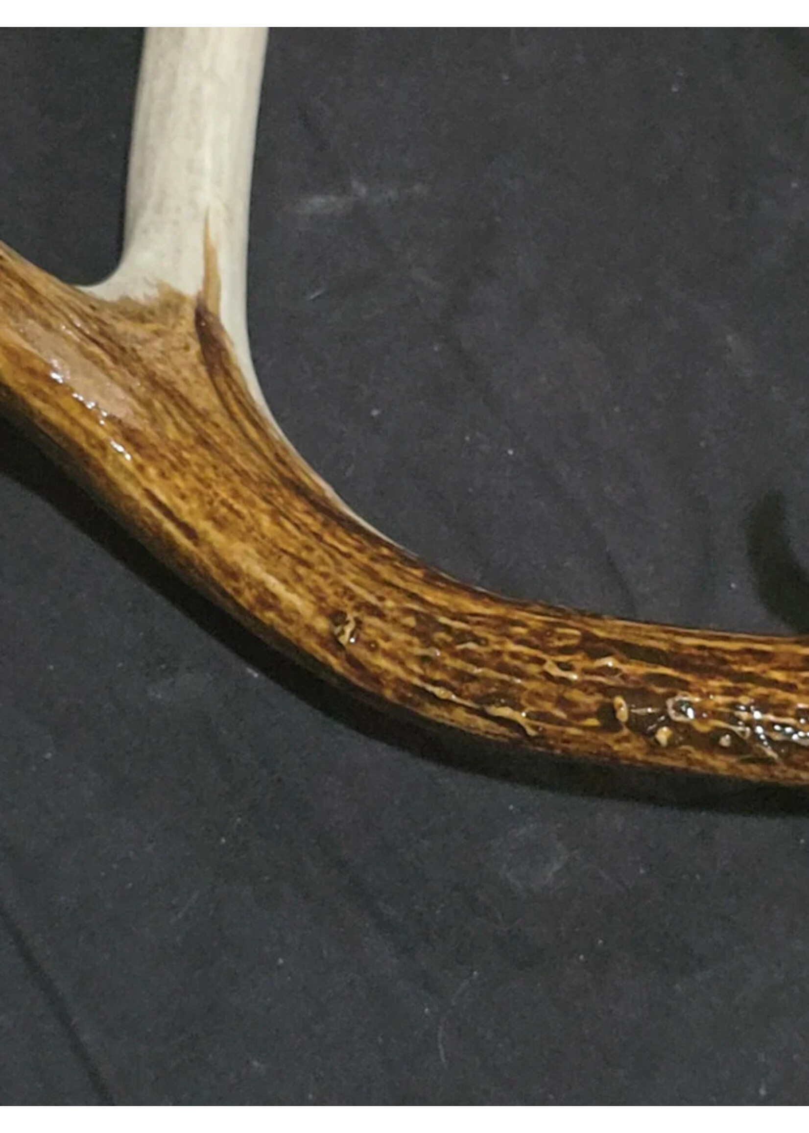VAT Antler Stain