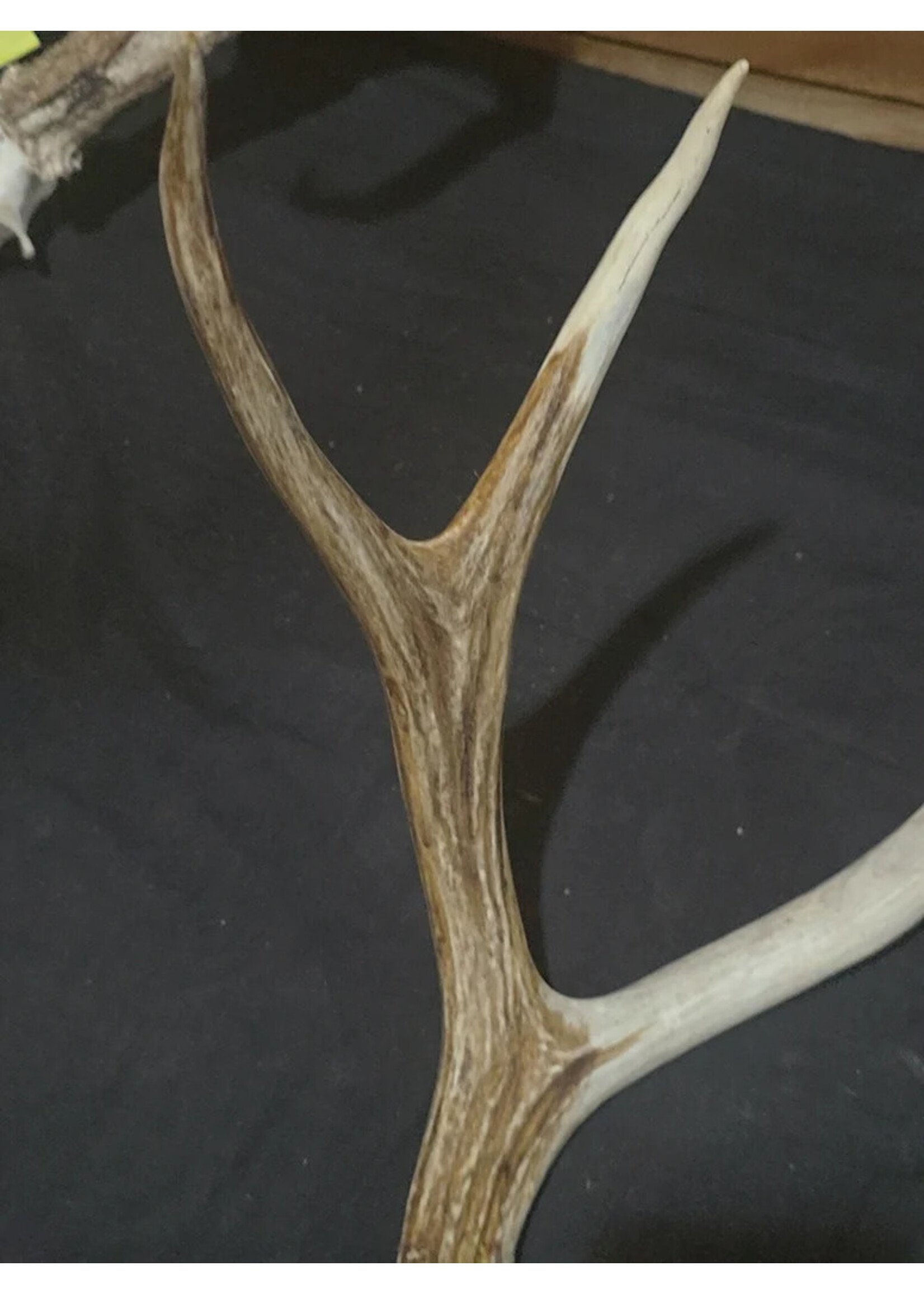 VAT Antler Stain