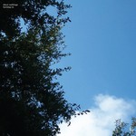 Carpark Cloud Nothings - Turning On (LP) [Westlake]