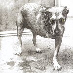 Sony Alice In Chains - Alice In Chains (2LP) [Yellow]