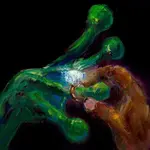 Record Store Day 2026 RSD2026 | Dijon - How Do You Feel About Getting Married (LP) [Brick]