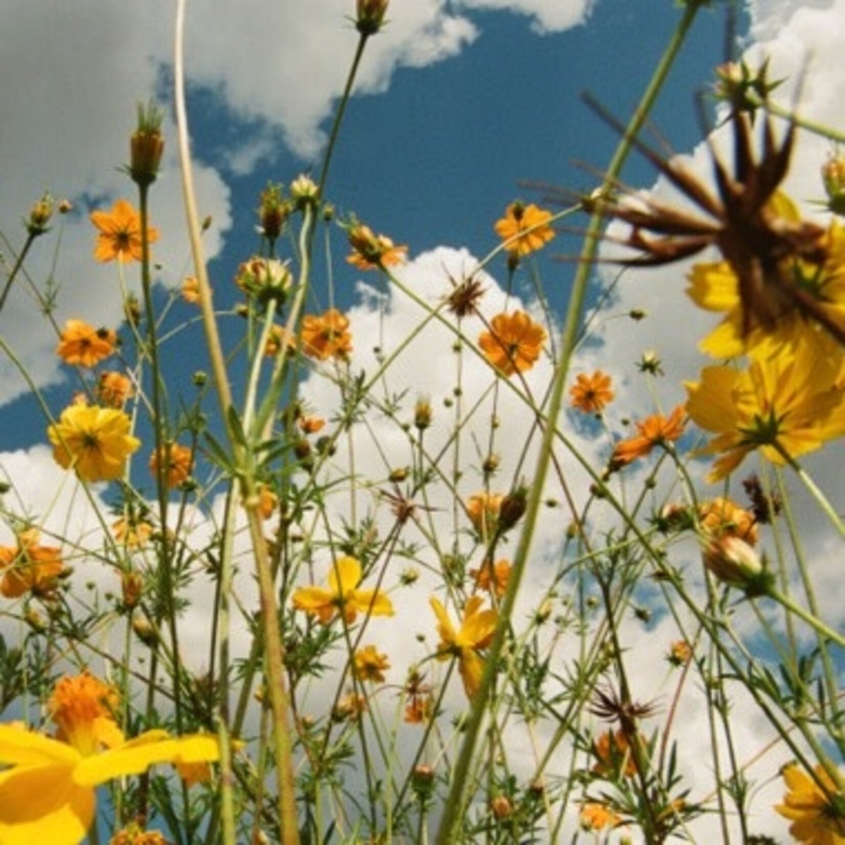 Bayonet PRE-ORDER 06/26/26 | Tasha - You Are Spring! (LP) [Yellow Wildflower]