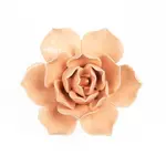 CORAL 6 SUCCULENTS FLOWER PINK