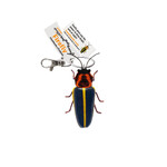 FIREFLY