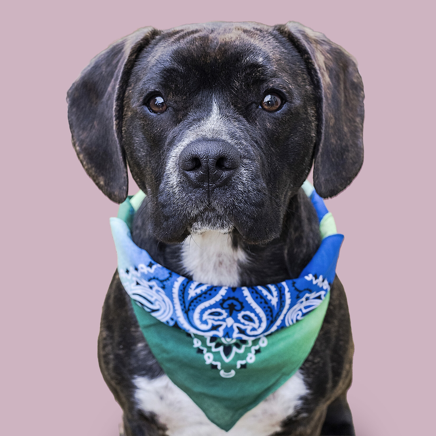 Kermit Dog Bundle