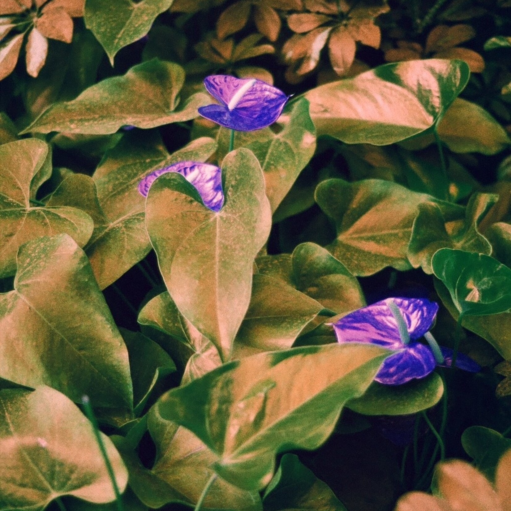 Harman Harman Switch Azure 35mm - 36 Exp.