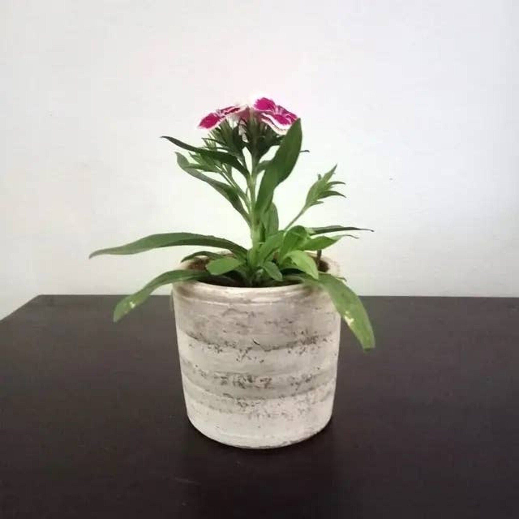 Women of the Cloud Forest XSml Concrete White-Wash Terracotta Cylinder Planter, Nicaragua