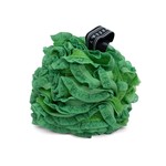 FinchBerry Green Lacy Loofah