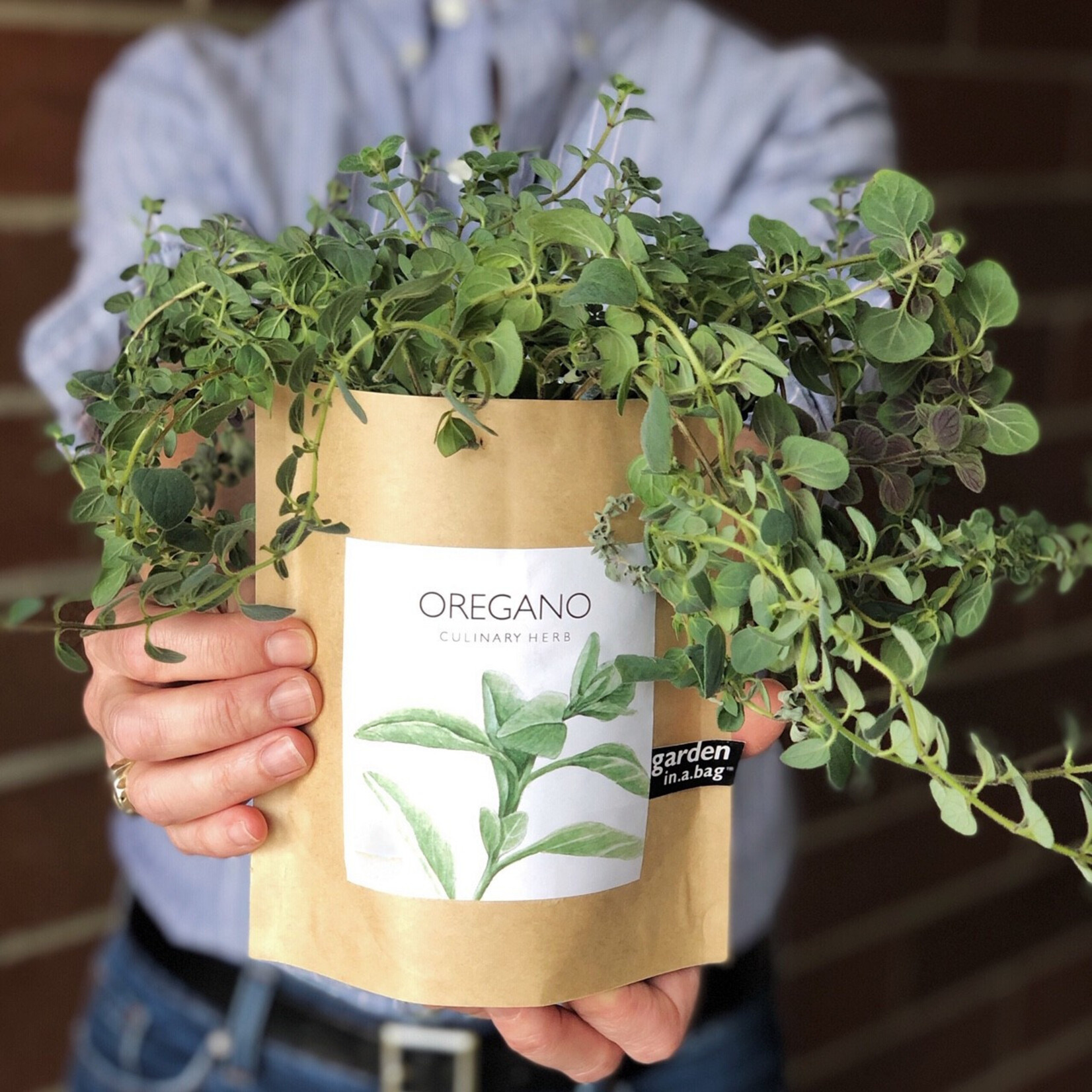 Oregano Garden in a Bag