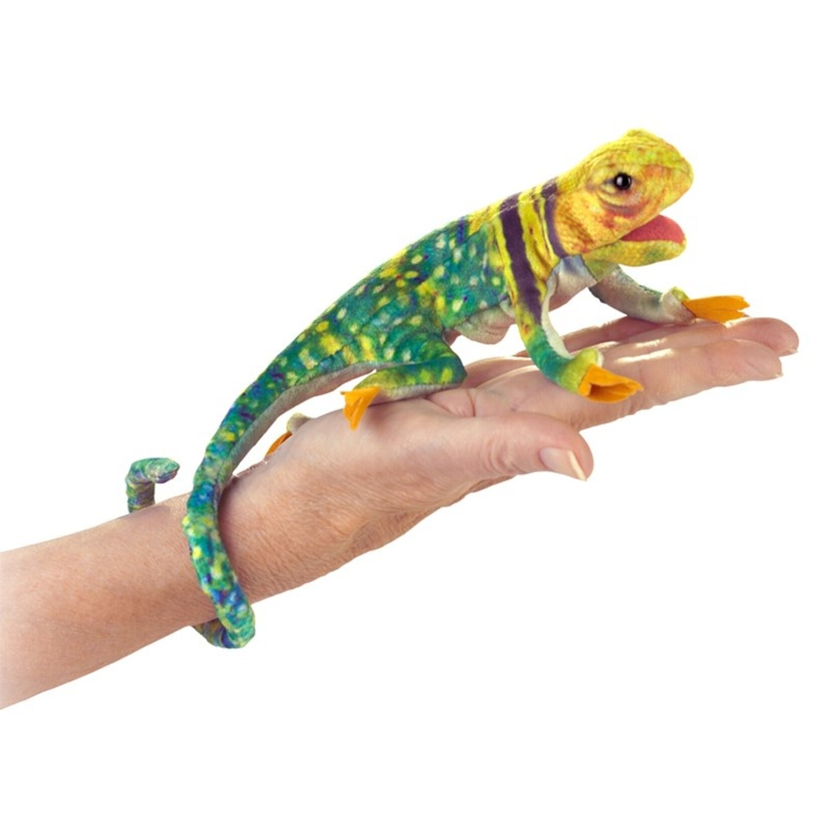 Mini Collared Lizard