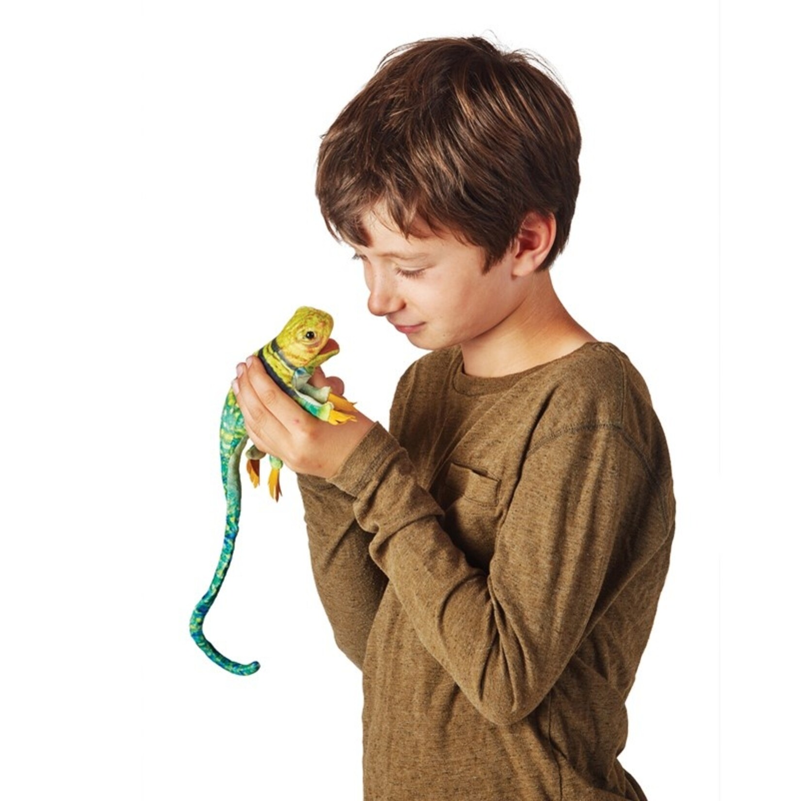 Mini Collared Lizard