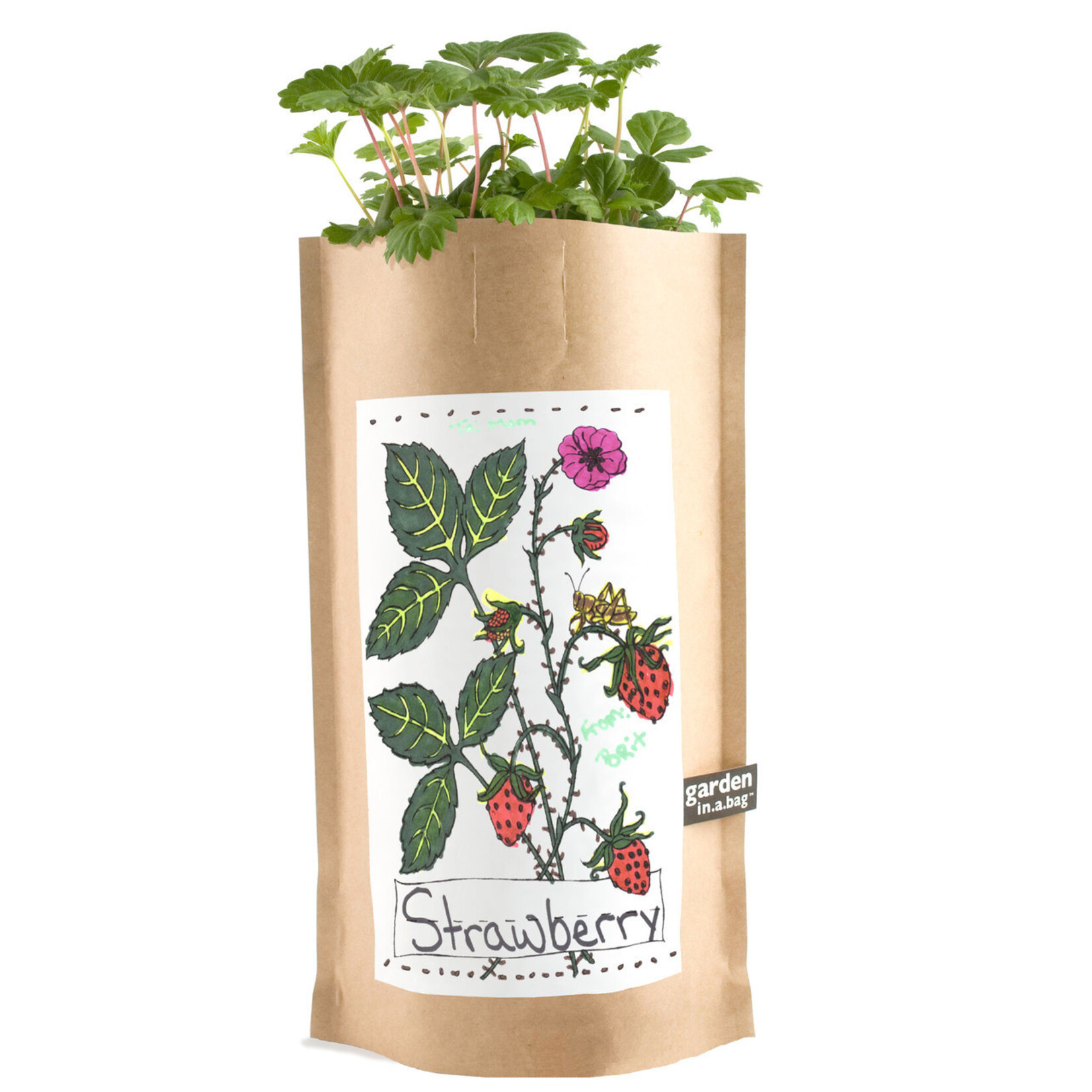 Kids Activity - Strawberry Garden in A Bag