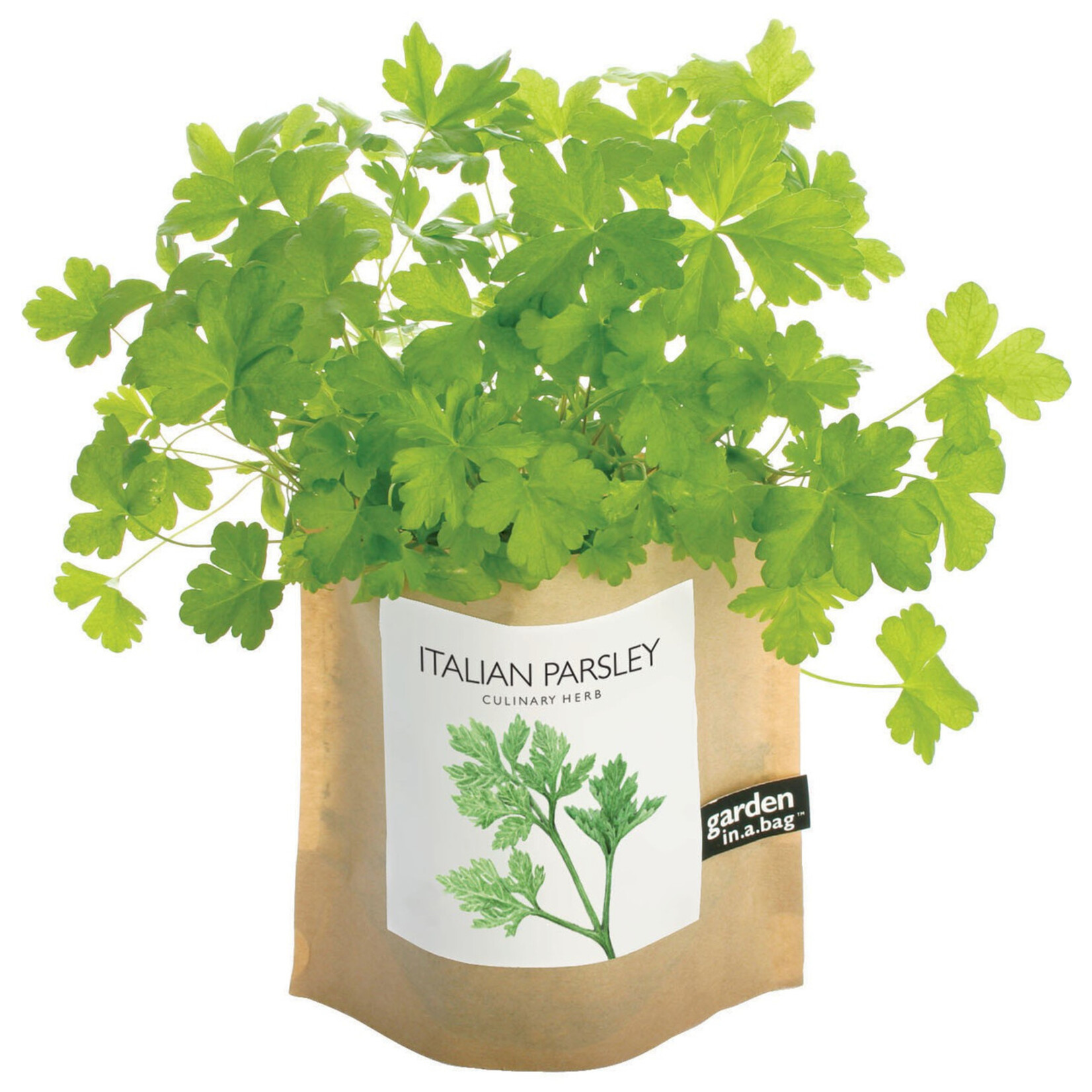 Italian Parsley Garden in A Bag