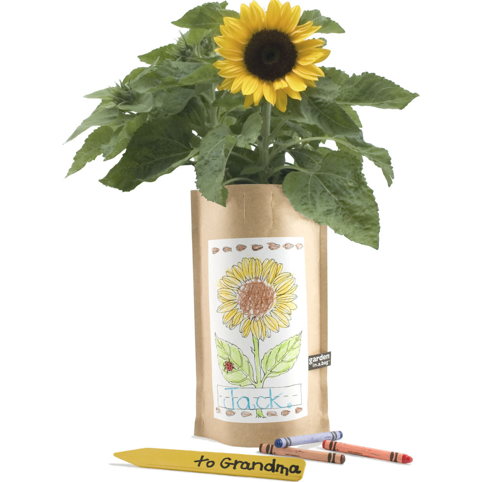 Kids Activity - Sunflower Garden in a Bag