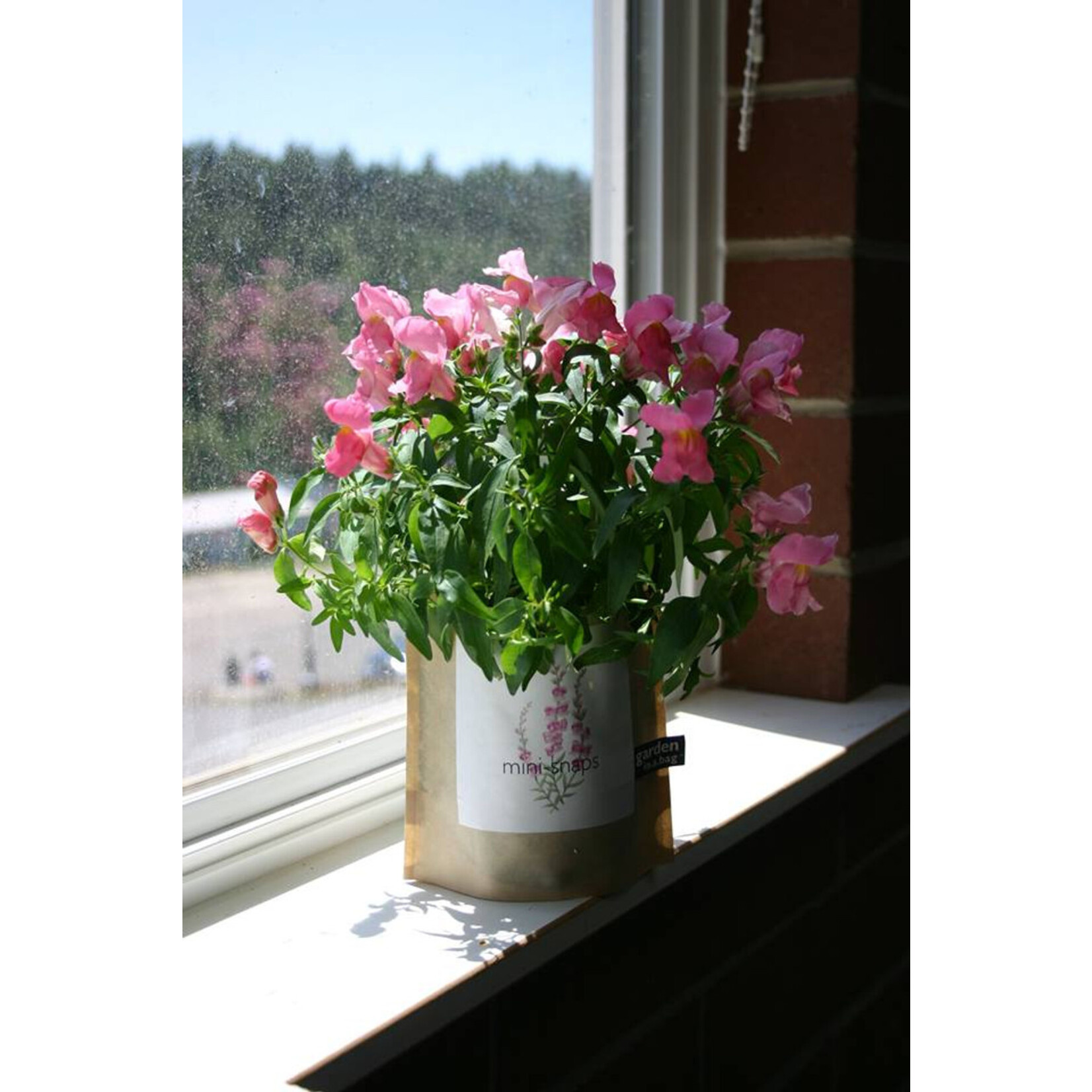 Mini- Snapdragon Garden in a Bag