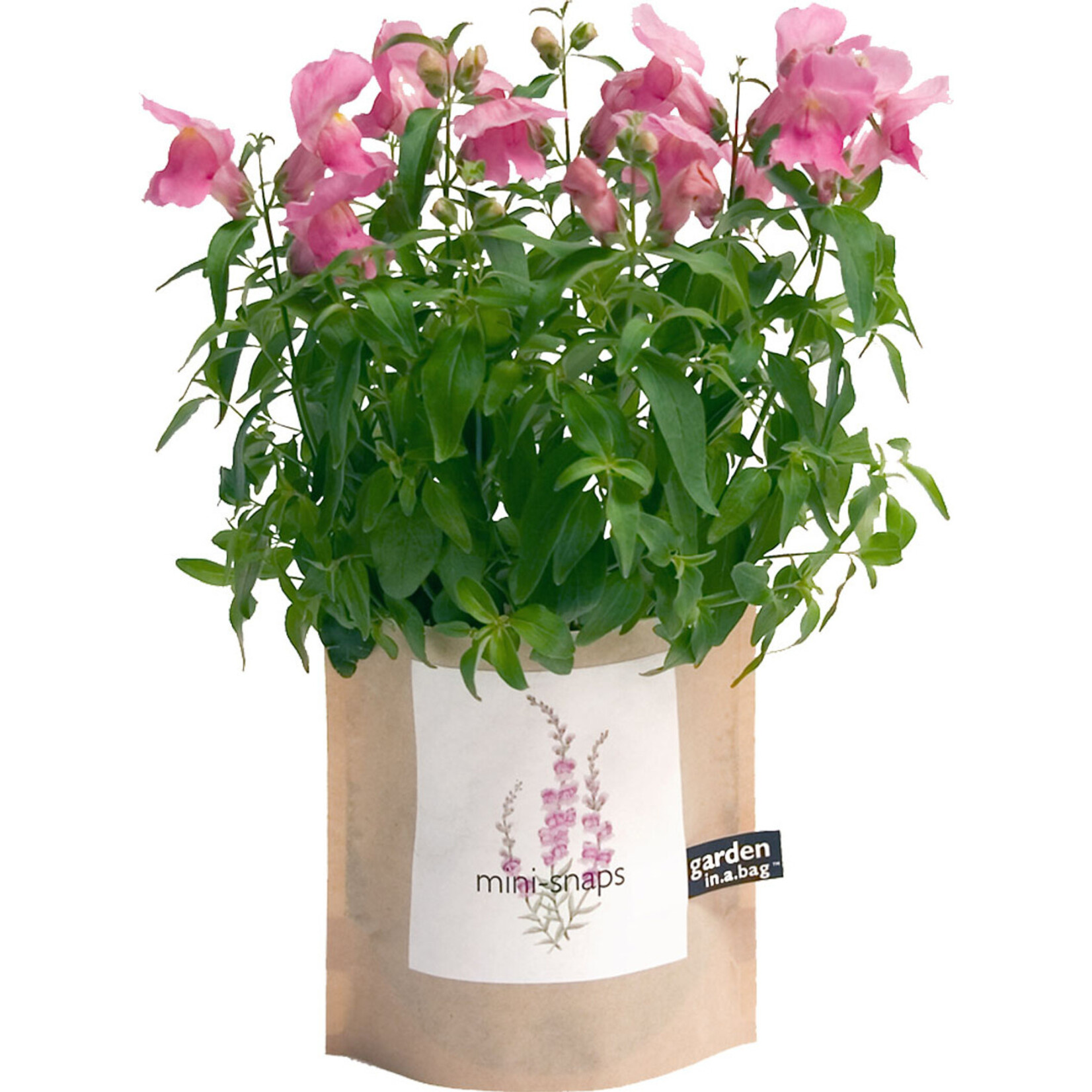 Mini- Snapdragon Garden in a Bag