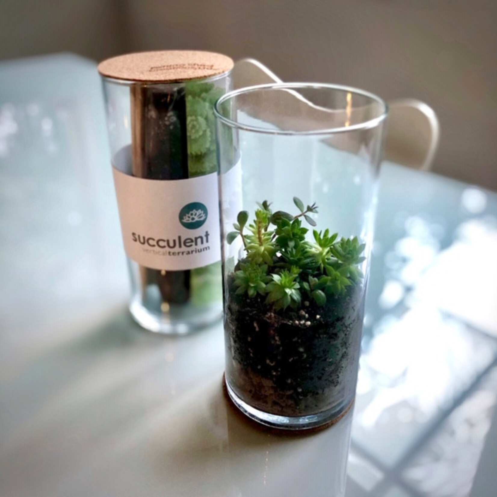 Verticle Succulent Terranium