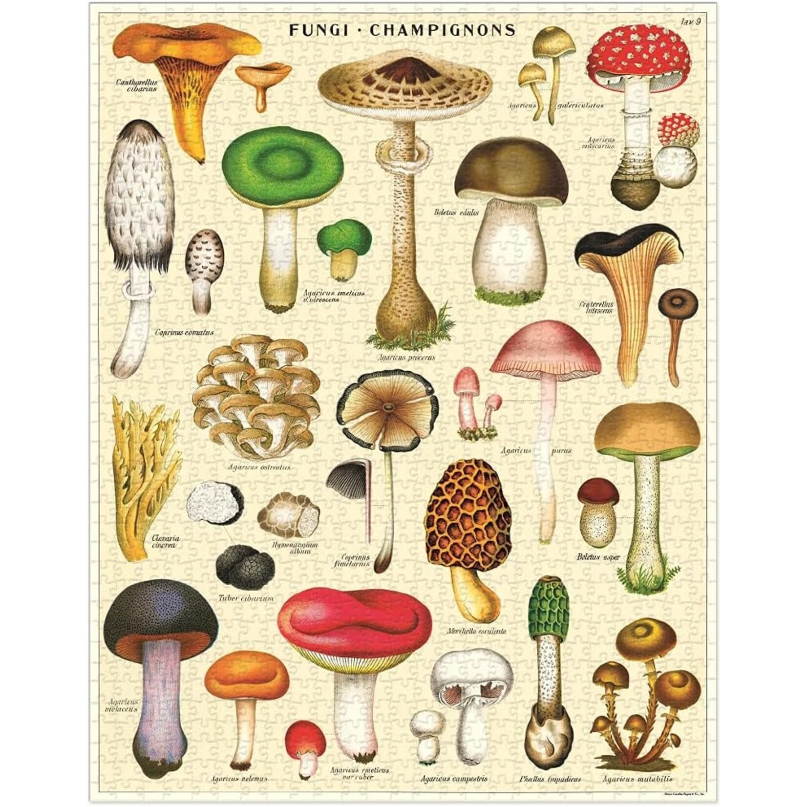 Cavallini Papers Mushroom 1000pc Puzzle