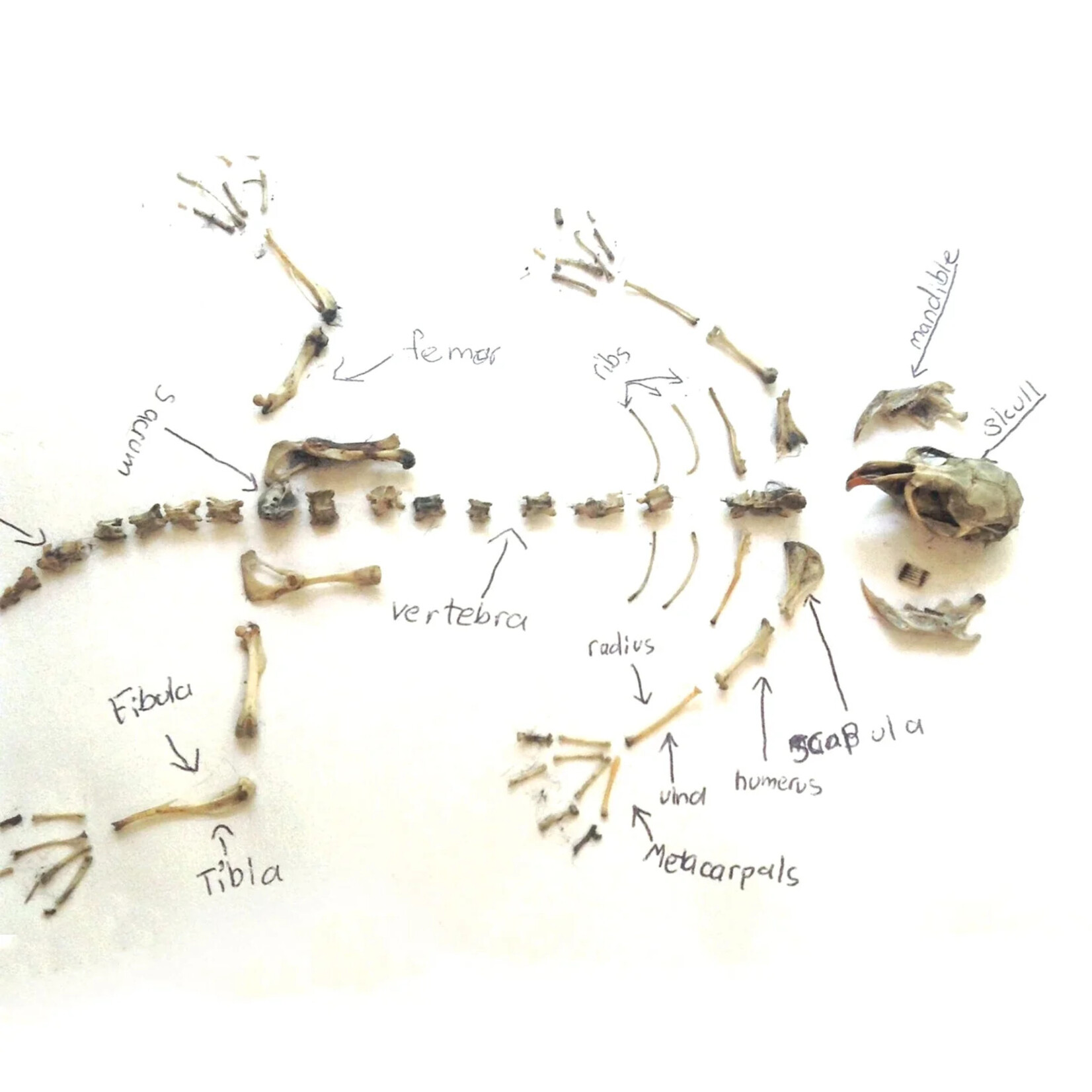 Copernicus Toys Owl Pellets Dissection Kit